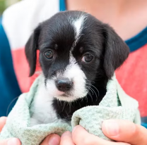 Hoy 13 cachorritos serán dados en adopción en un punto "Dog friendly" del shopping