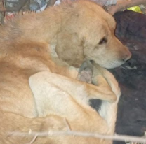 Familia adoptó a Roshi, el perrito salteño más viejito del centro de adopciones