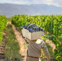 Hoy es el Día del Trabajador Vitivinícola en Argentina, ¿por qué se celebra en esta fecha?