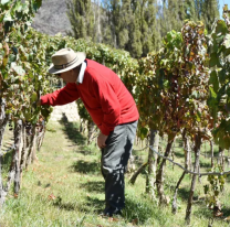 Los vinos de altura de Salta son puestos en valor por la famosa revista especializada Decanter