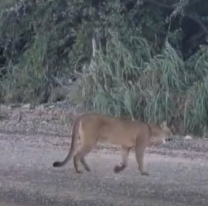 Apareció un puma en el Galpón y sorprendió a los vecinos de la zona