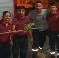 Los bomberos voluntarios rescataron un loro y a un gatito en el macro centro salteño