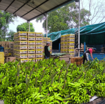 Por la falta de ventas, productores salteños regalarán bananas en una localidad del interior