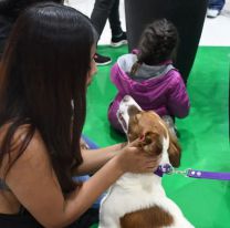 ¡Final feliz! Nueve perritos encontraron hogar en la jornada 'Dog Friendly'